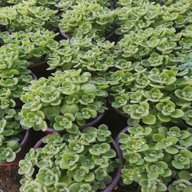 碰碰香盆栽一碰就香带香味植物室内除异味净化空气