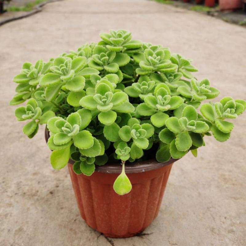 碰碰香盆栽一碰就香带香味植物室内除异味净化空气