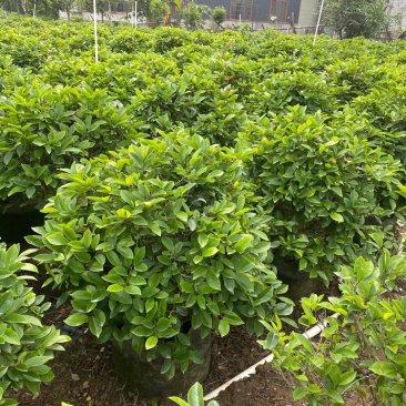 含笑各种规格基地大量现货供应，欢迎各位客户咨询