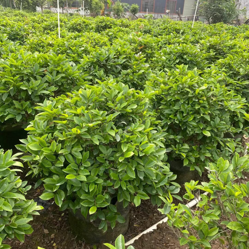 含笑各种规格基地大量现货供应，欢迎各位客户咨询