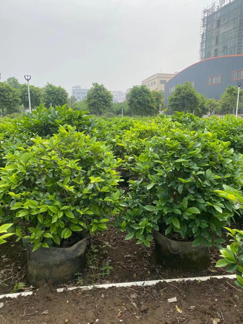 含笑各种规格基地大量现货供应，欢迎各位客户咨询