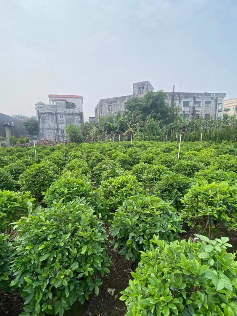 含笑各种规格基地大量现货供应，欢迎各位客户咨询