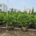 含笑各种规格基地大量现货供应，欢迎各位客户咨询