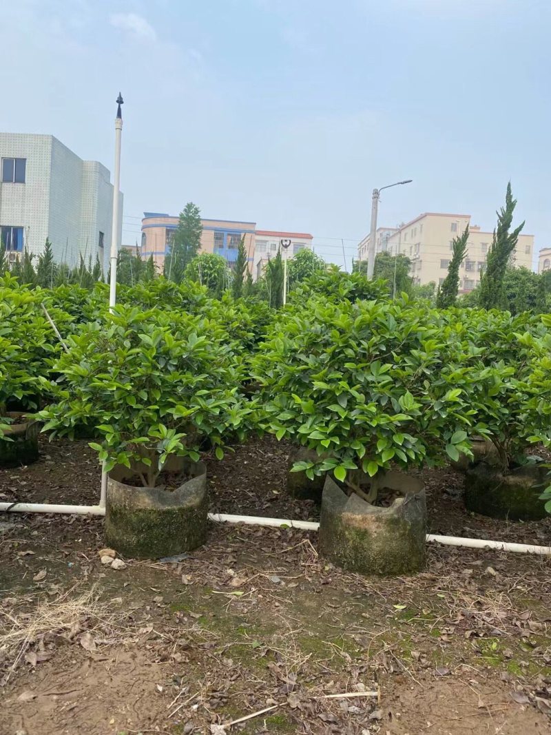 含笑各种规格基地大量现货供应，欢迎各位客户咨询