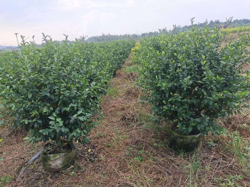含笑各种规格基地大量现货供应，欢迎各位客户咨询