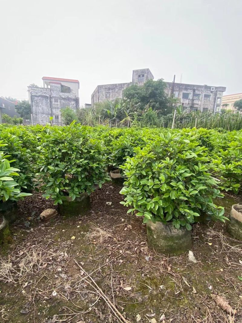 含笑各种规格基地大量现货供应，欢迎各位客户咨询