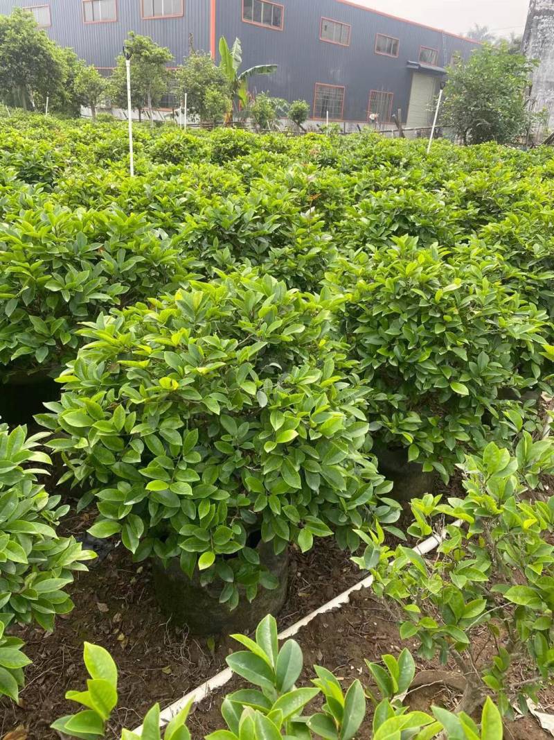 含笑各种规格基地大量现货供应，欢迎各位客户咨询