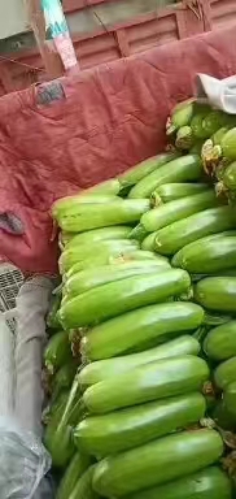 西葫芦绿皮西葫芦大量供应基地直供全国代发