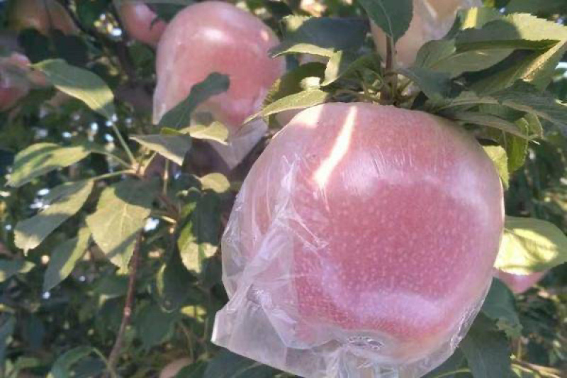 【推荐】中秋王苹果大量有货一手货源诚信经营欢迎来电