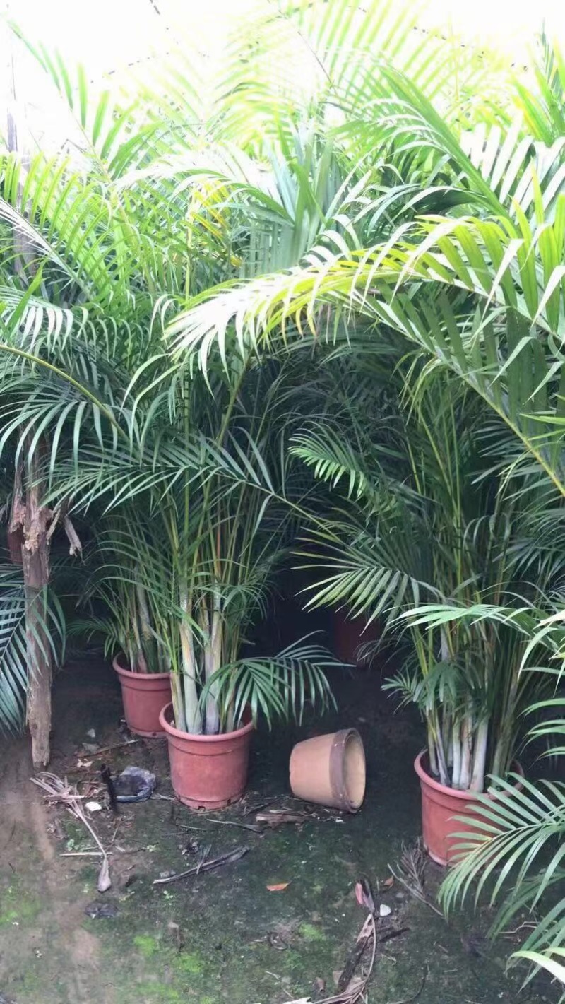 散尾葵各种规格基地大量现货供应，欢迎各位客户咨询