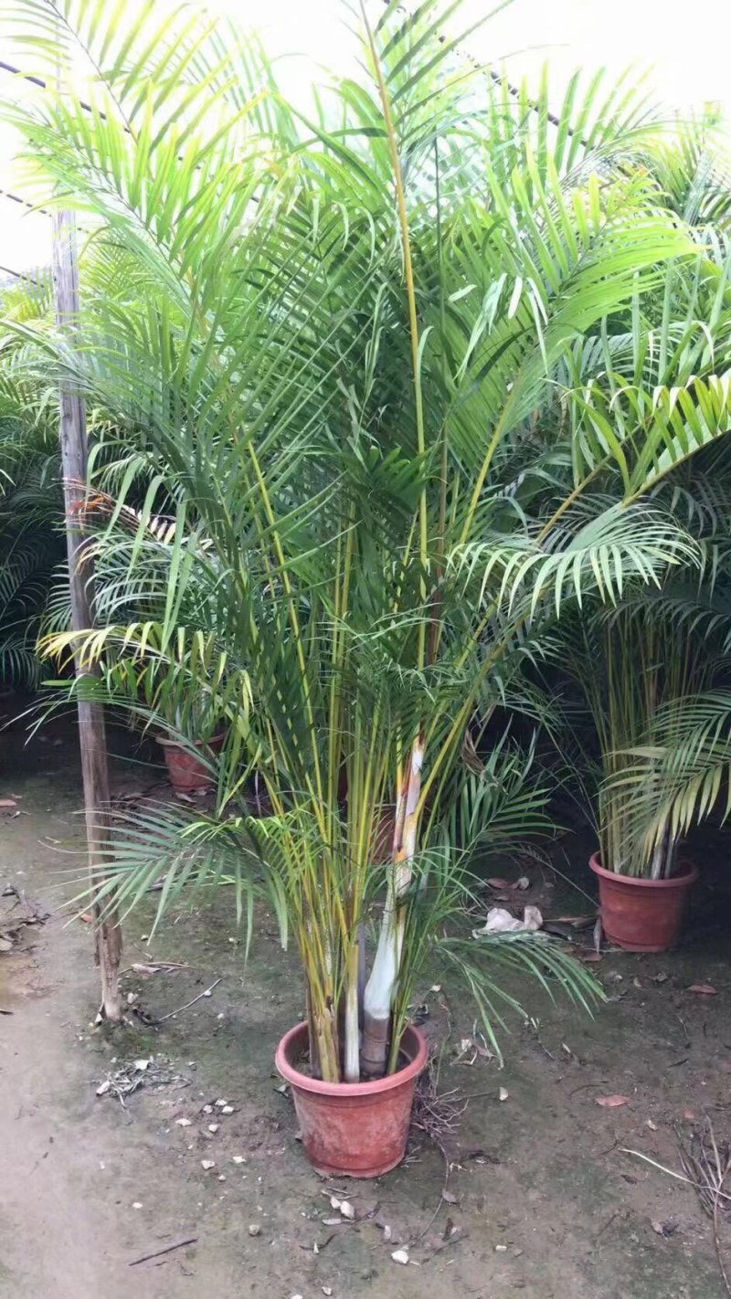 散尾葵各种规格基地大量现货供应，欢迎各位客户咨询