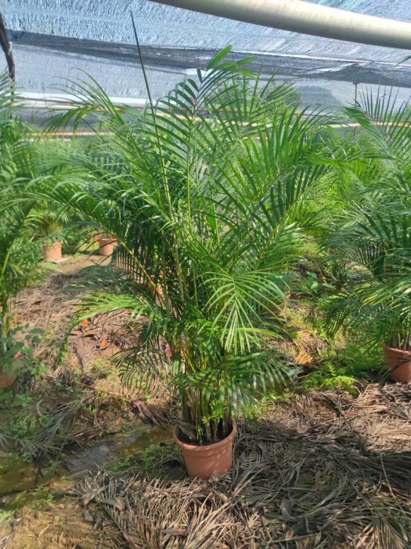散尾葵各种规格基地大量现货供应，欢迎各位客户咨询