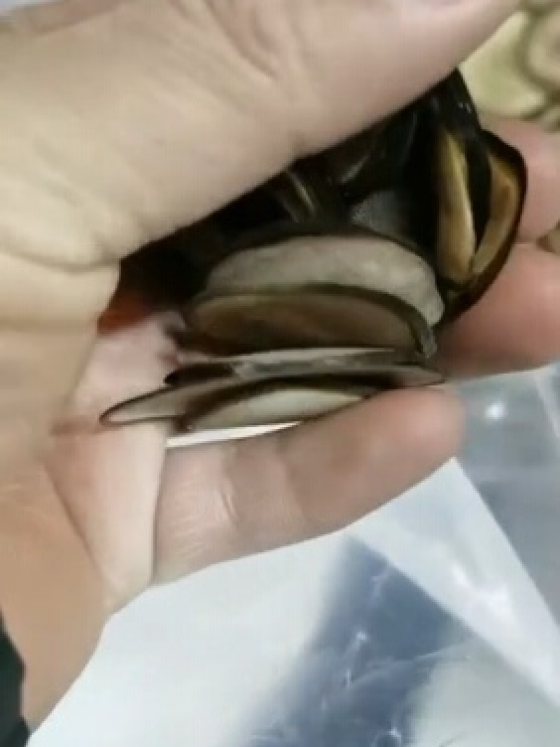 长白山干鹿茸片东北纯正源头批发直销一件代发包邮
