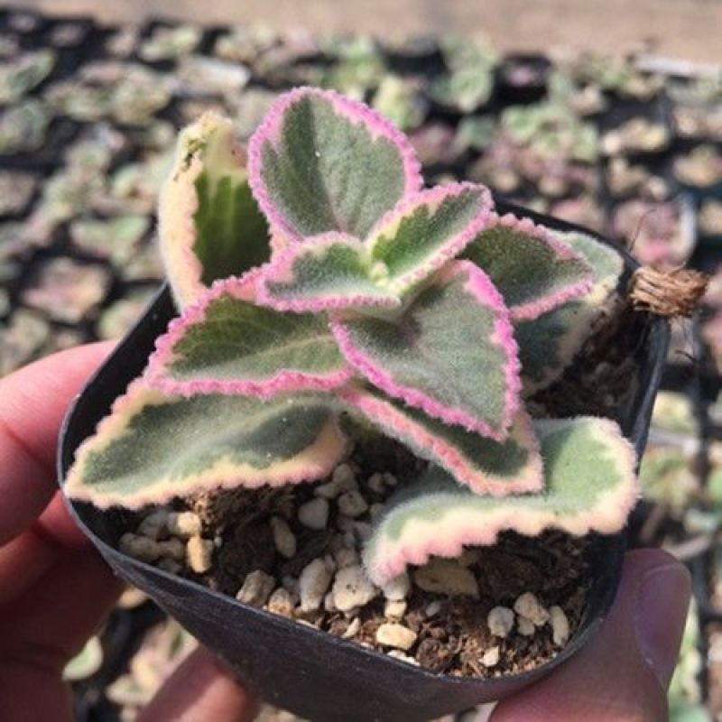 碰碰香锦多肉植物香妃肉肉淡淡薄荷香花卉盆栽室内阳台防蚊虫
