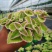 碰碰香锦多肉植物香妃肉肉淡淡薄荷香花卉盆栽室内阳台防蚊虫