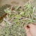 碰碰香锦多肉植物香妃肉肉淡淡薄荷香花卉盆栽室内阳台防蚊虫