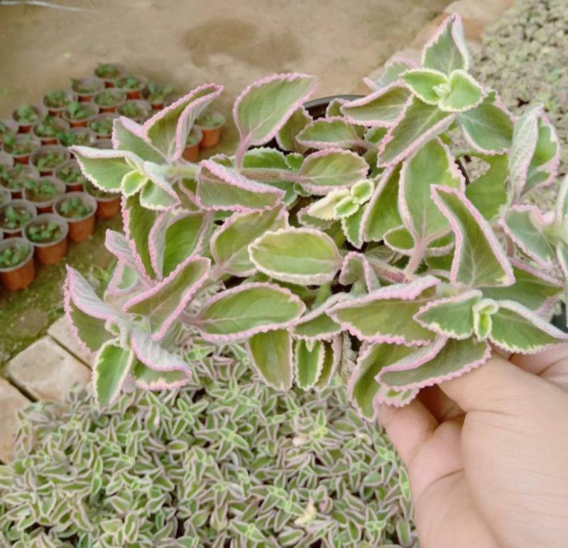 碰碰香锦多肉植物香妃肉肉淡淡薄荷香花卉盆栽室内阳台防蚊虫