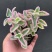 碰碰香锦多肉植物香妃肉肉淡淡薄荷香花卉盆栽室内阳台防蚊虫
