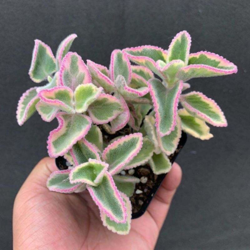 碰碰香锦多肉植物香妃肉肉淡淡薄荷香花卉盆栽室内阳台防蚊虫