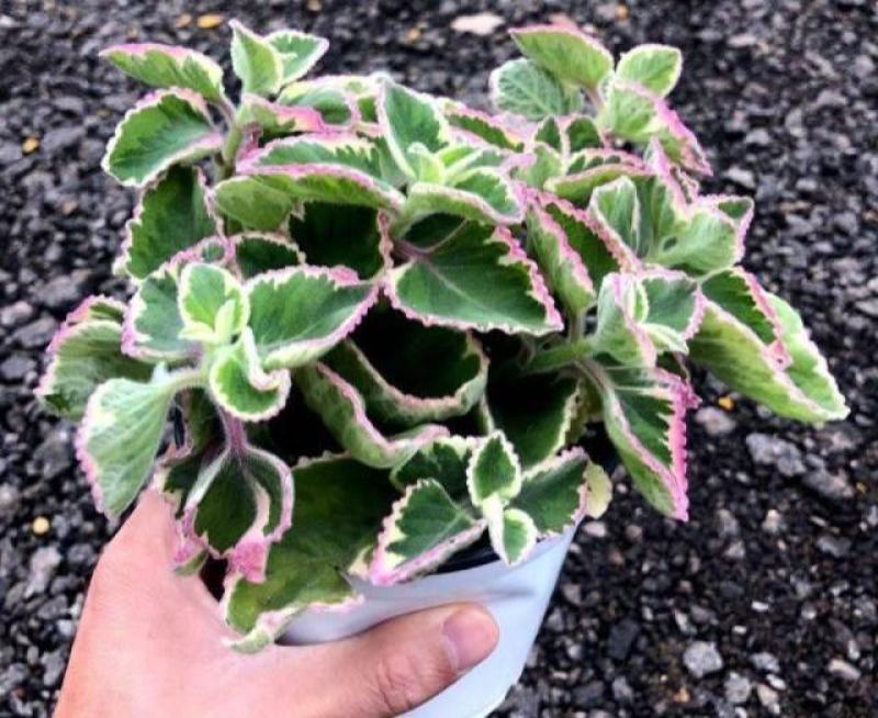 碰碰香锦多肉植物香妃肉肉淡淡薄荷香花卉盆栽室内阳台防蚊虫
