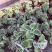 碰碰香锦多肉植物香妃肉肉淡淡薄荷香花卉盆栽室内阳台防蚊虫