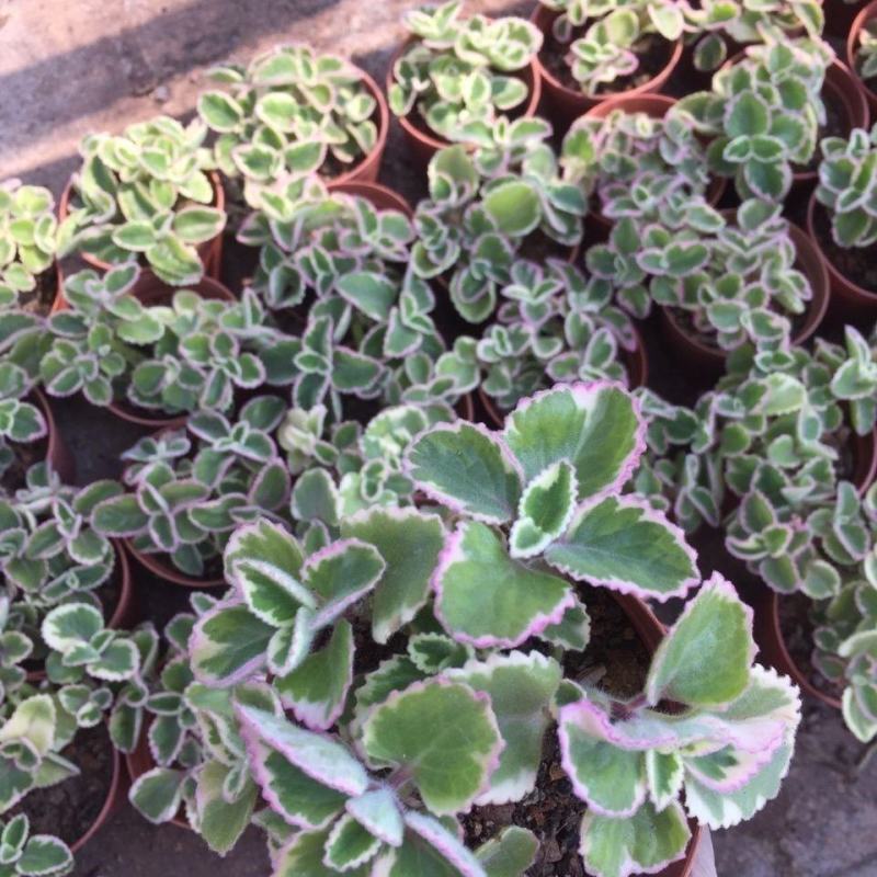 碰碰香锦多肉植物香妃肉肉淡淡薄荷香花卉盆栽室内阳台防蚊虫