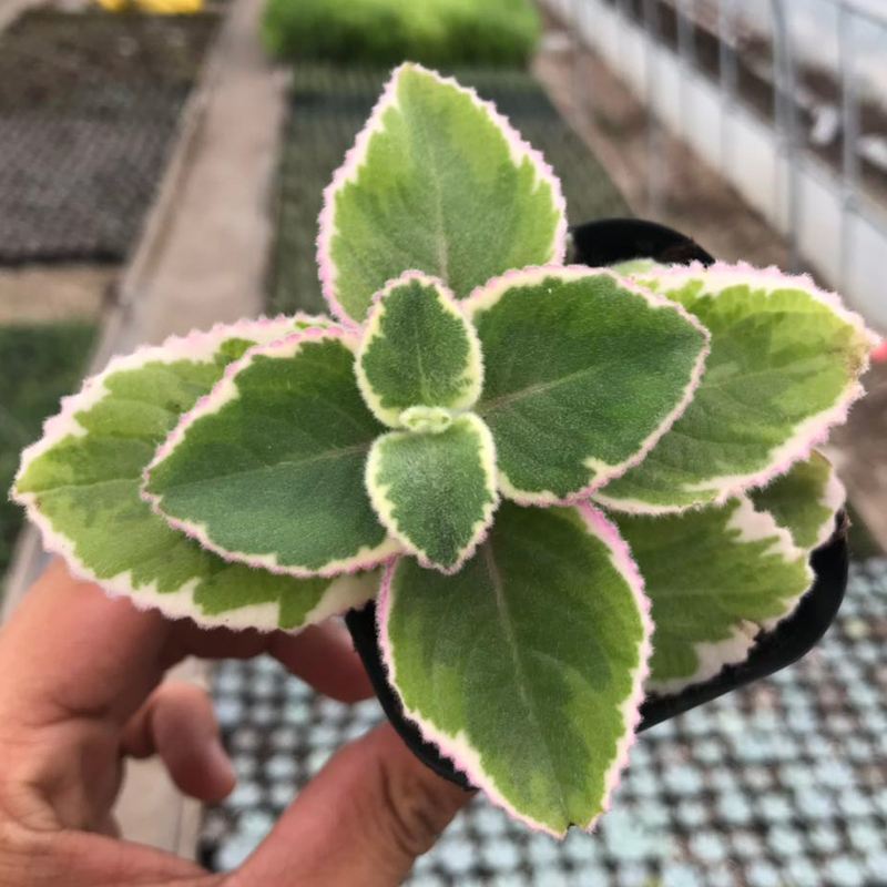 碰碰香锦多肉植物香妃肉肉淡淡薄荷香花卉盆栽室内阳台防蚊虫