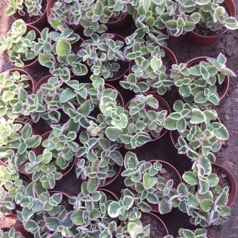 碰碰香锦多肉植物香妃肉肉淡淡薄荷香花卉盆栽室内阳台防蚊虫