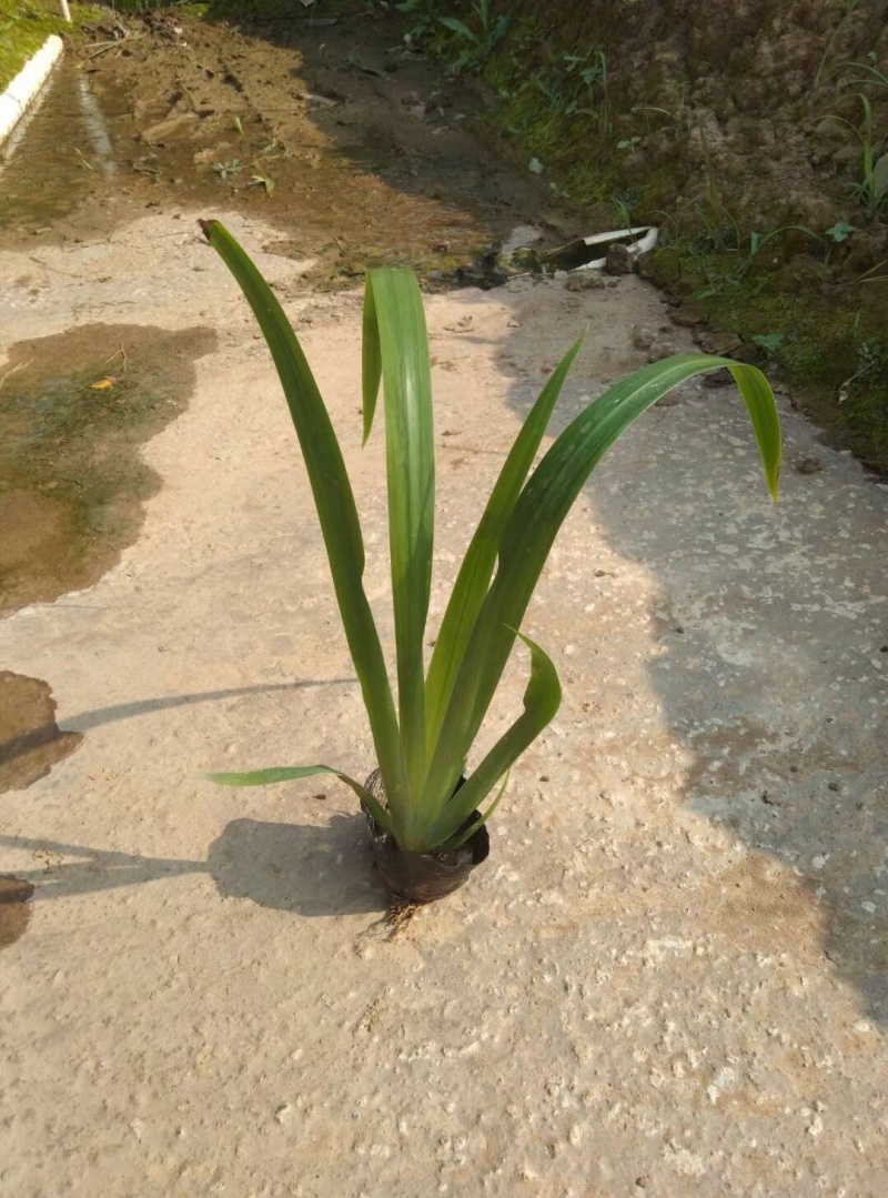 鸢尾剪刀兰各种规格基地大量现货供应，欢迎各位客户咨询