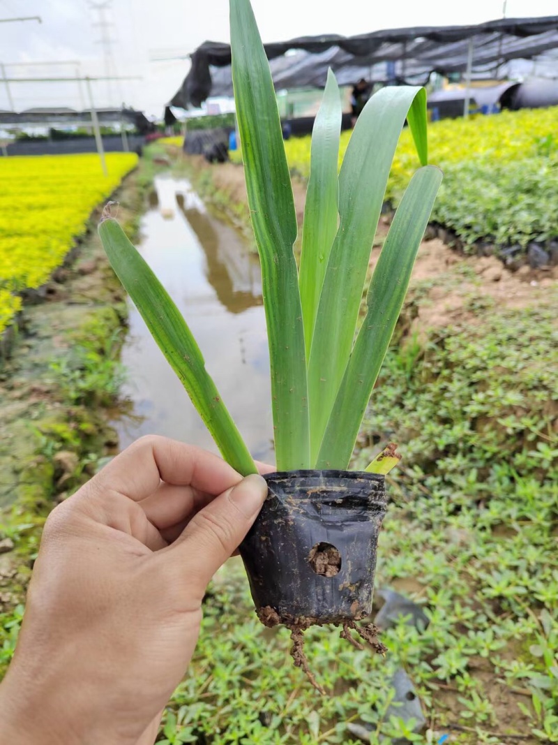 鸢尾剪刀兰各种规格基地大量现货供应，欢迎各位客户咨询