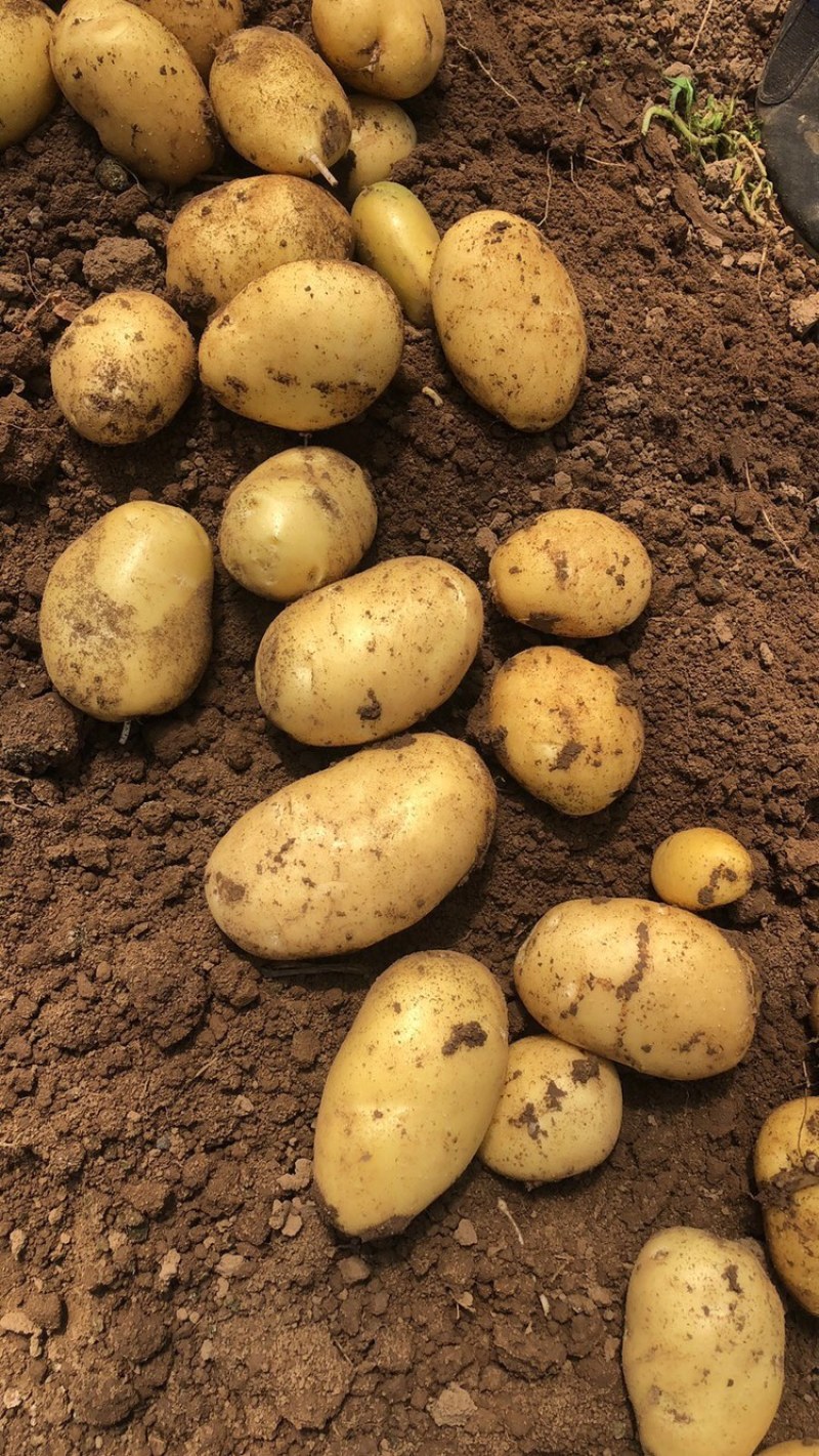 【推荐】精品黄心土豆绥中土豆大量有货诚信经营量大