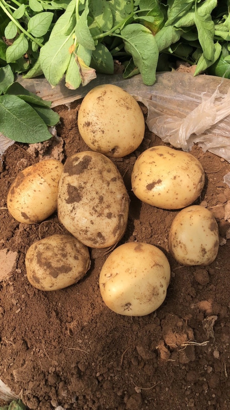 【推荐】精品黄心土豆绥中土豆大量有货诚信经营量大