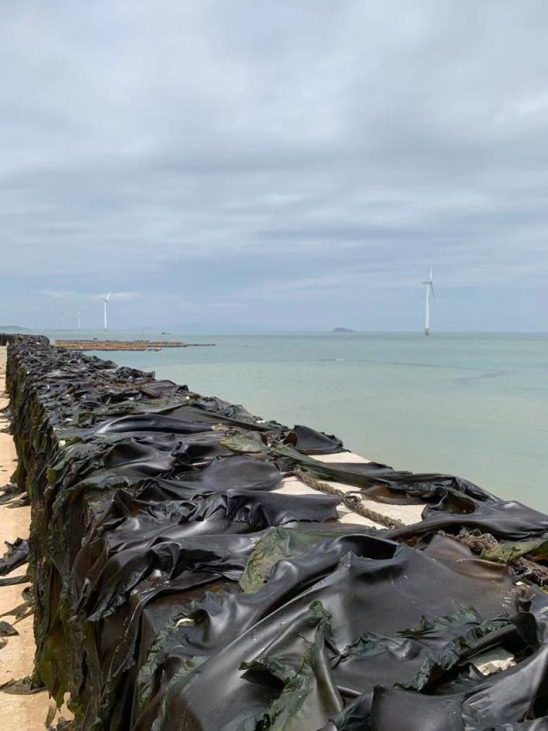 福建无沙海带干货批发外海厚实海带手工日晒海带干货