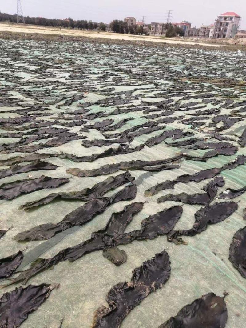 福建无沙海带干货批发外海厚实海带手工日晒海带干货