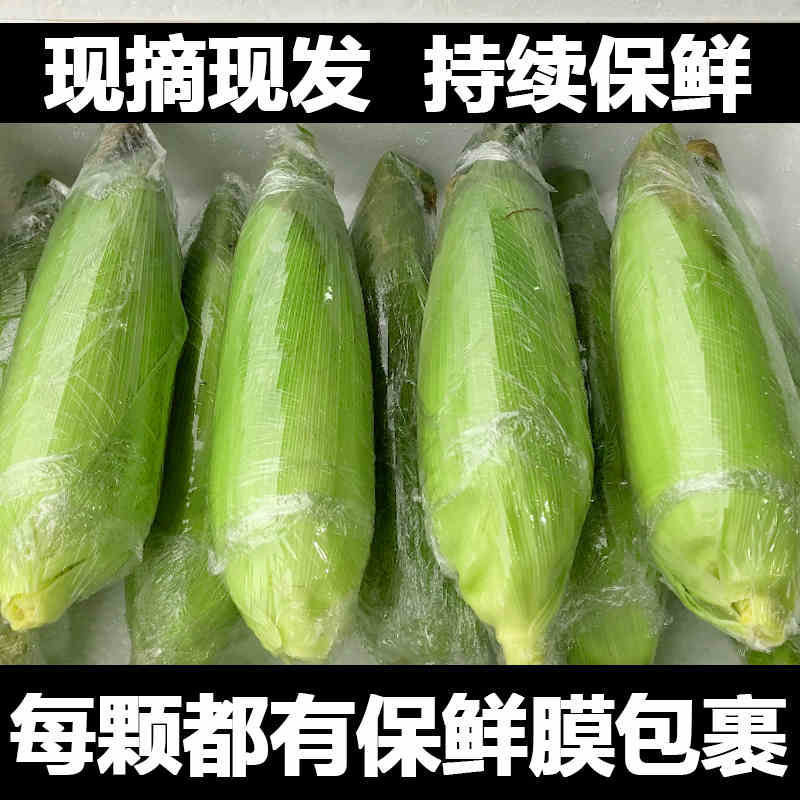 一件代发黄色香甜玉米原生态农种自然生长减脂采摘田地带皮