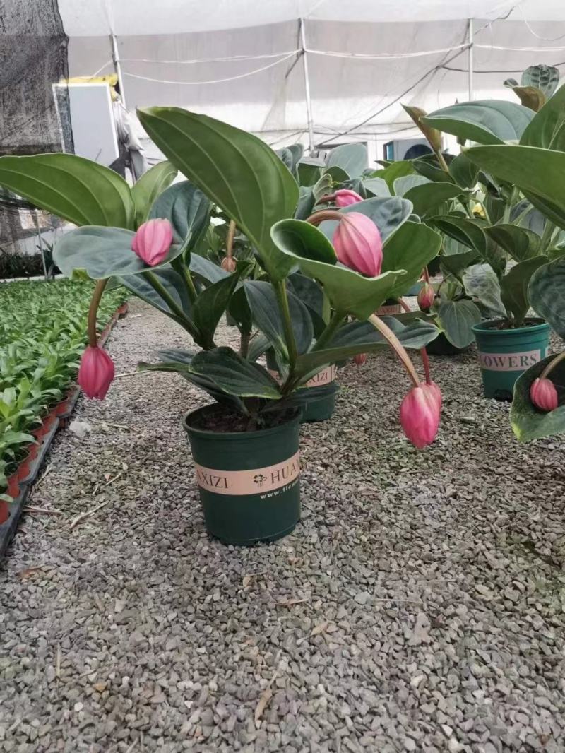 优质美丁花宝莲灯壮丽三角杆宝莲花基地直发