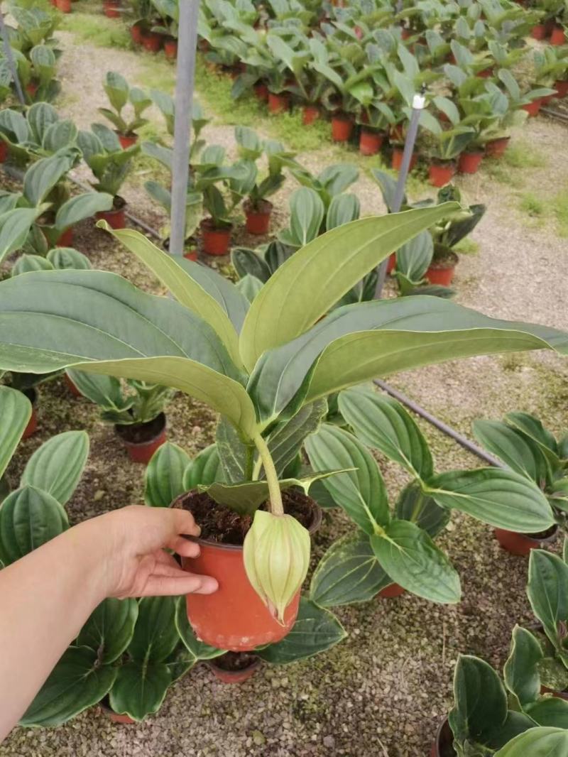 优质美丁花宝莲灯壮丽三角杆宝莲花基地直发