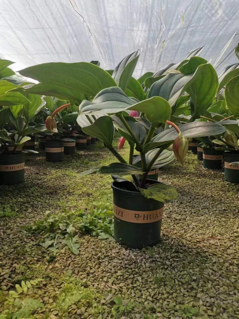 优质美丁花宝莲灯壮丽三角杆宝莲花基地直发