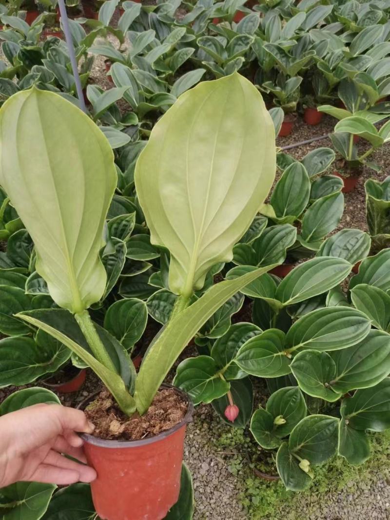 优质美丁花宝莲灯壮丽三角杆宝莲花基地直发