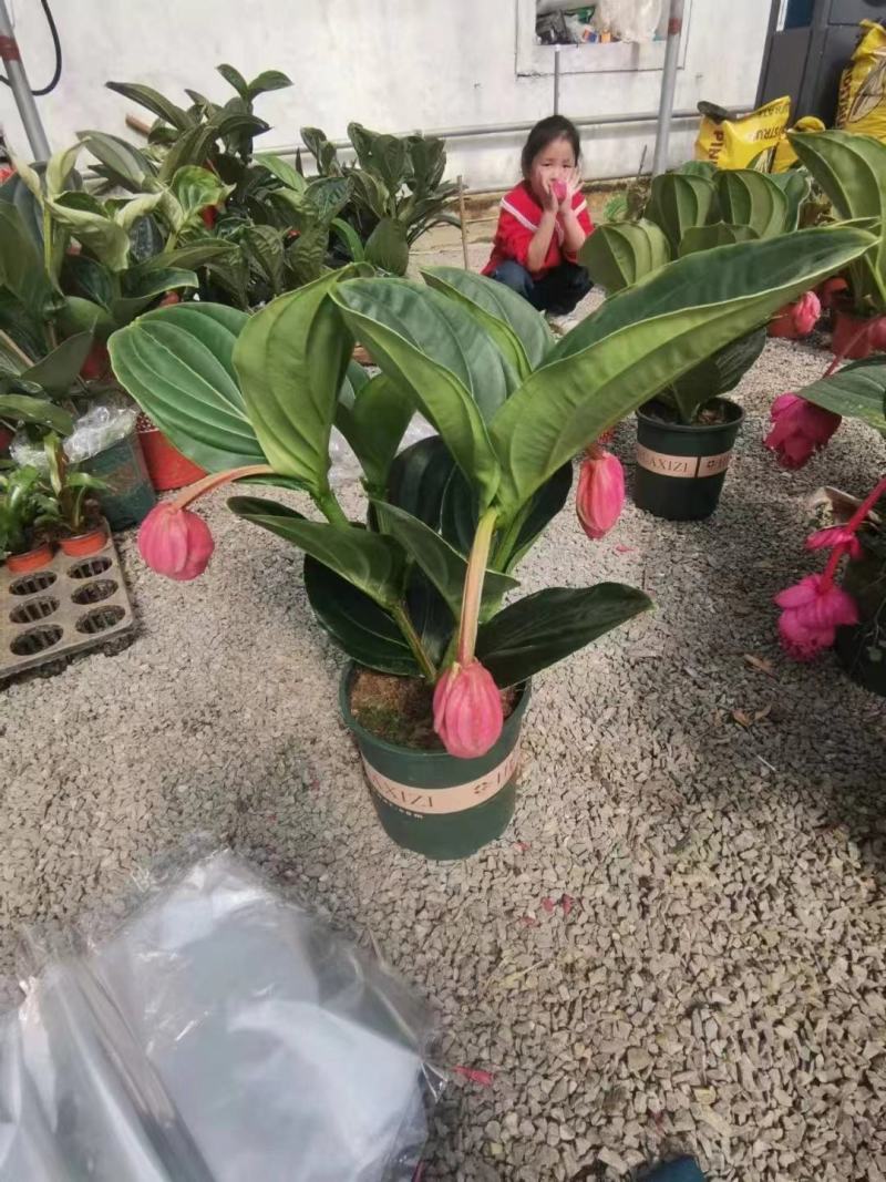 优质美丁花宝莲灯壮丽三角杆宝莲花基地直发