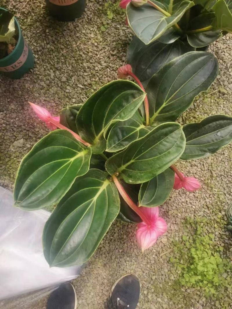 优质美丁花宝莲灯壮丽三角杆宝莲花基地直发