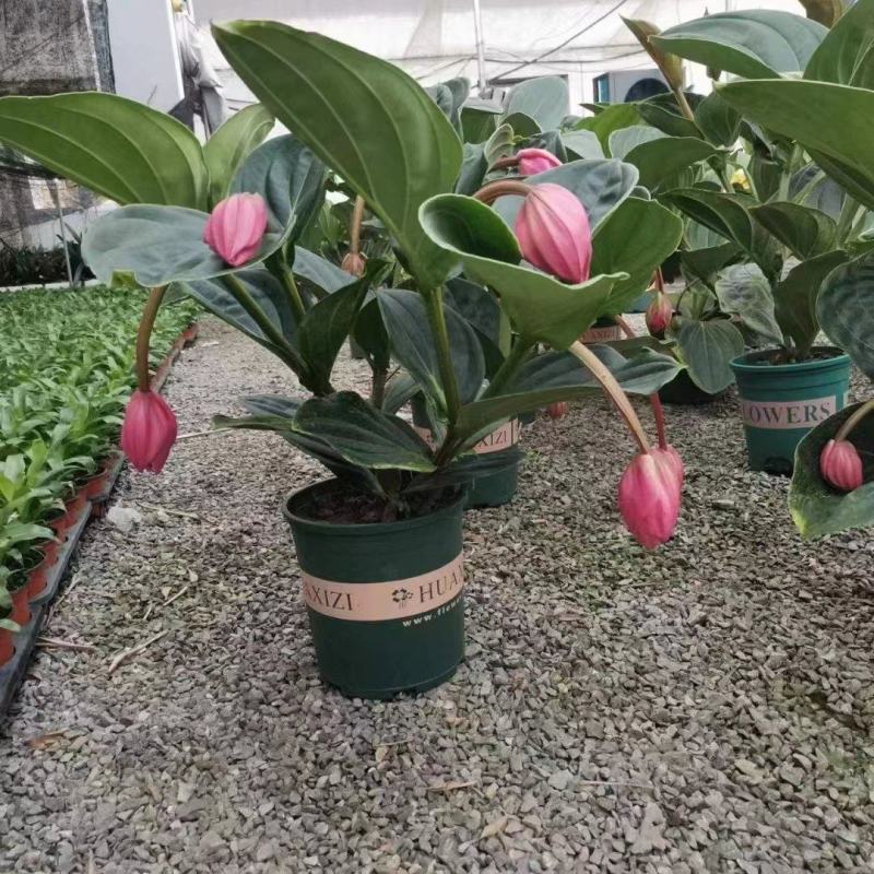 优质美丁花宝莲灯壮丽三角杆宝莲花基地直发