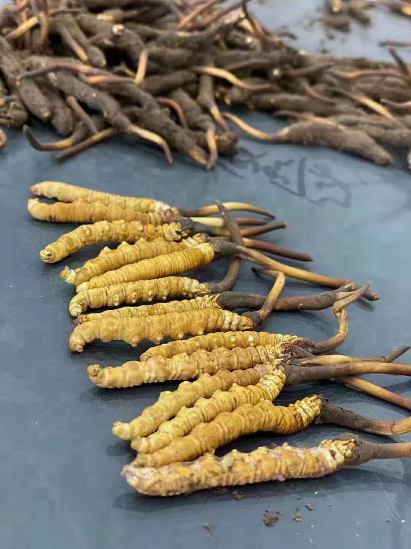 西藏那曲冬虫夏草野生鲜虫草人工干刷根根精选，当天发货。