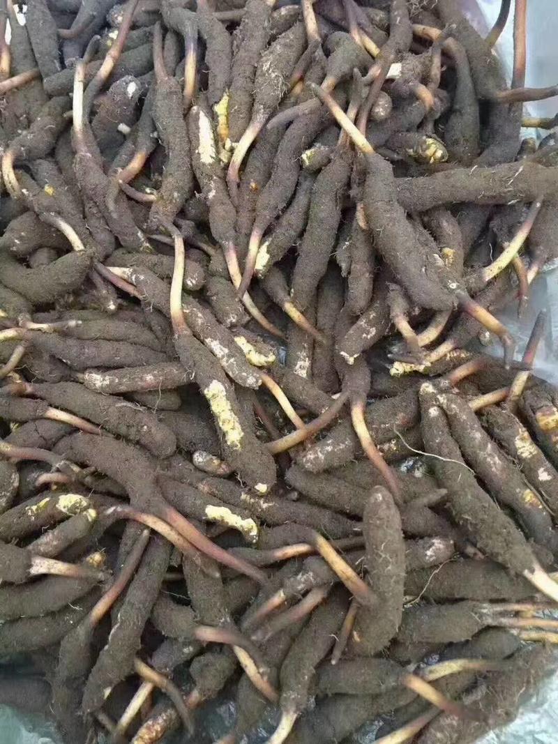 西藏那曲冬虫夏草野生鲜虫草人工干刷根根精选，当天发货。