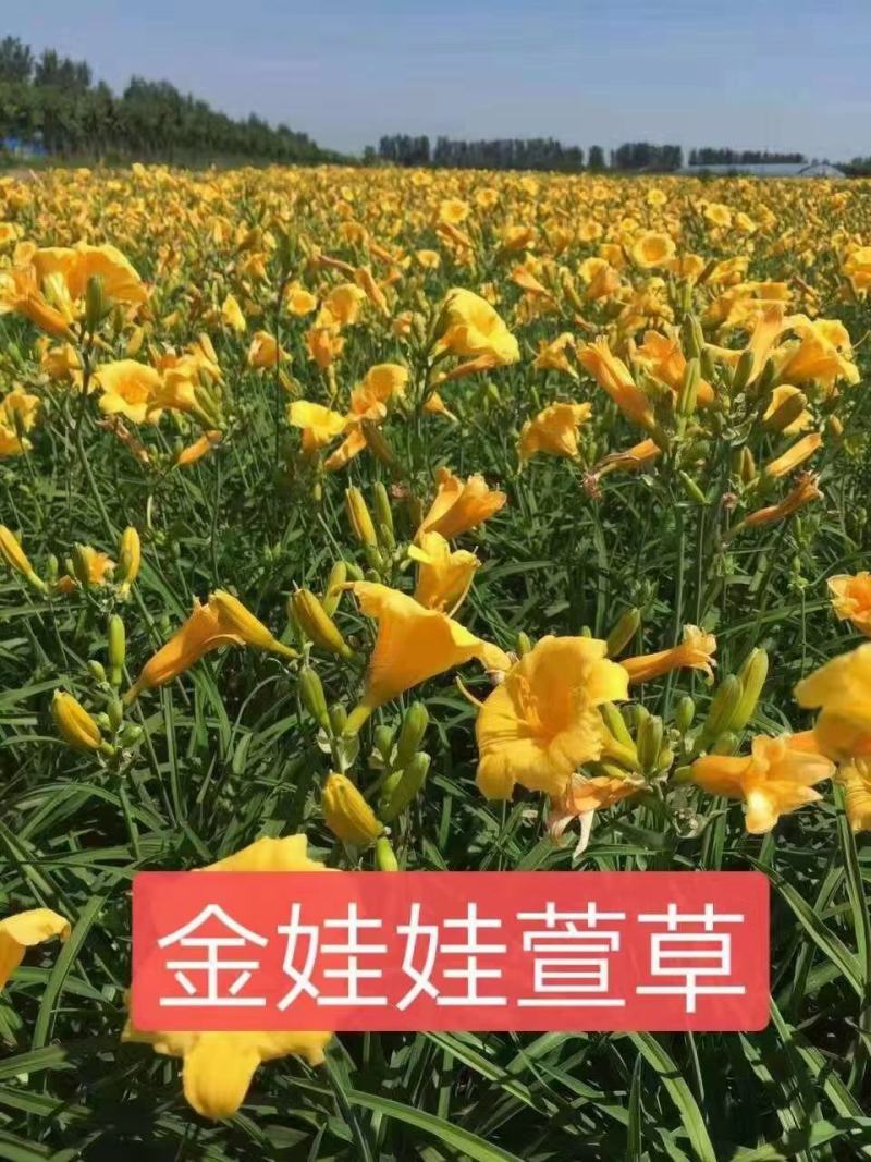 金娃娃萱草