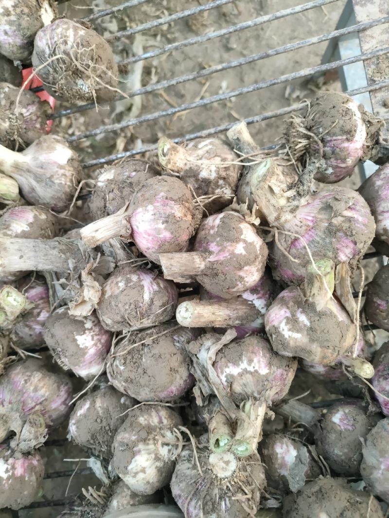 红皮大蒜大量有货质量保障视频看货诚信合作等您来电