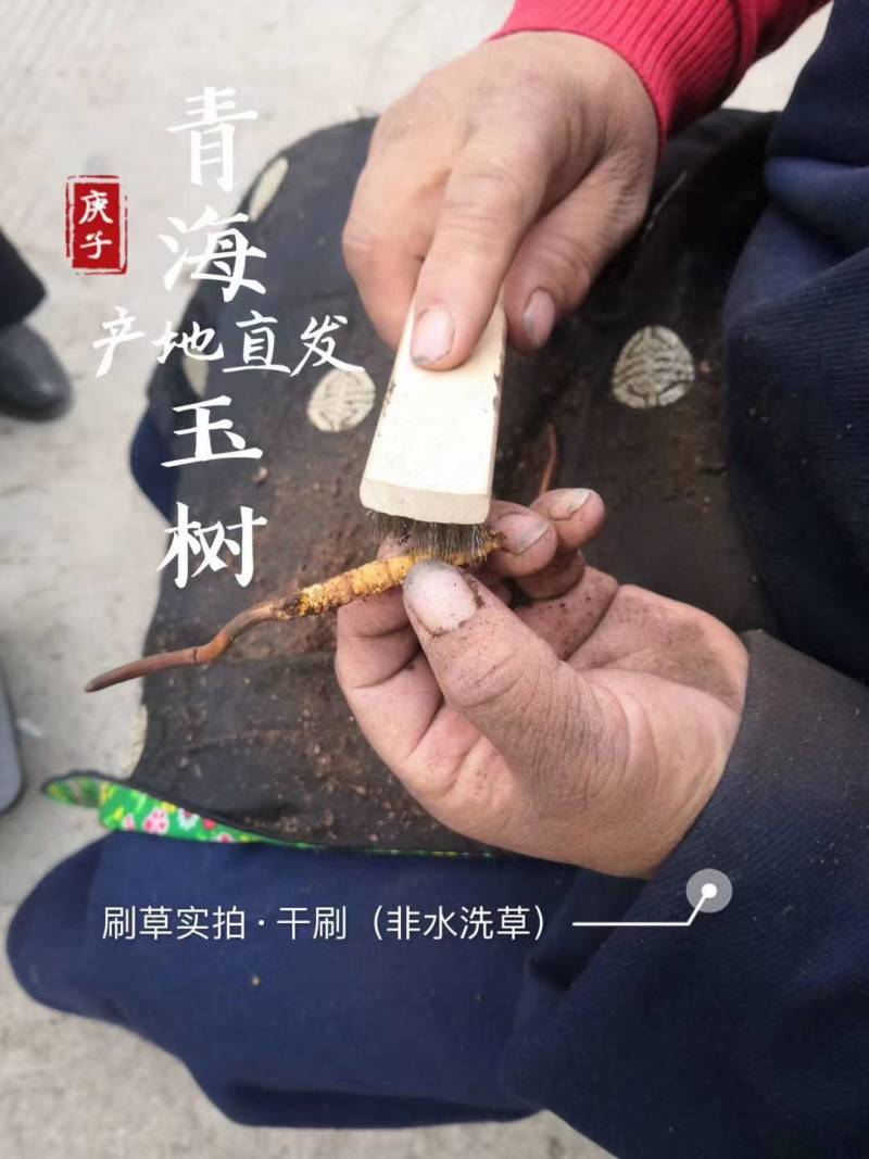西藏那曲冬虫夏草野生鲜虫草人工干刷根根精选，当天发货。