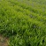 鸢尾