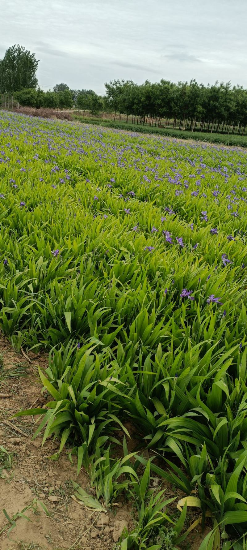 鸢尾
