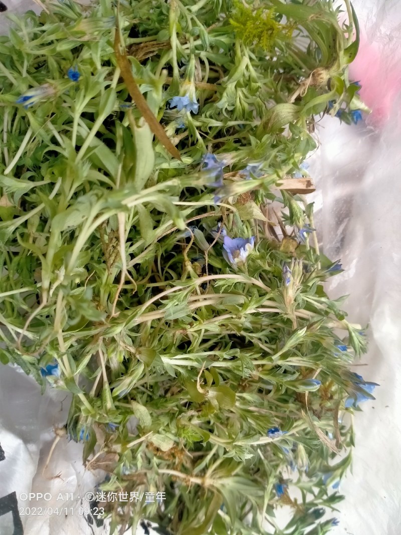 紫花地丁